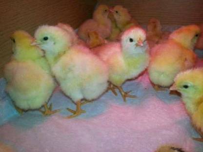 Tagesküken Französischen Marans schwarz Kupfer, Mosshühner