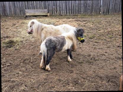 Minipony