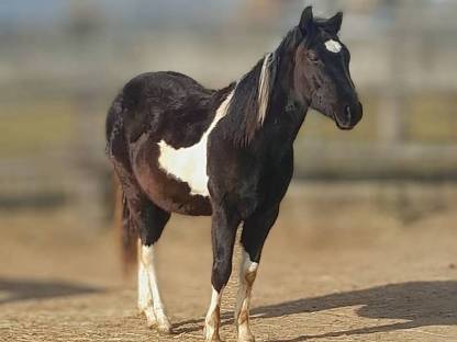 Paint Horse - Stute
