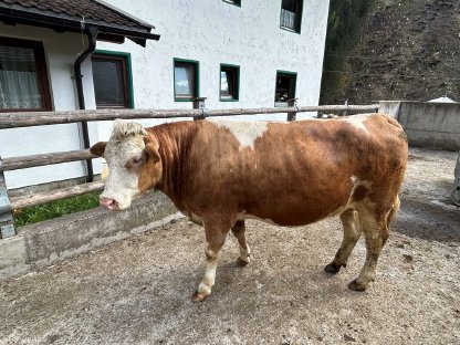 Verkaufe trächtige Fleckviehzuchtkalbin