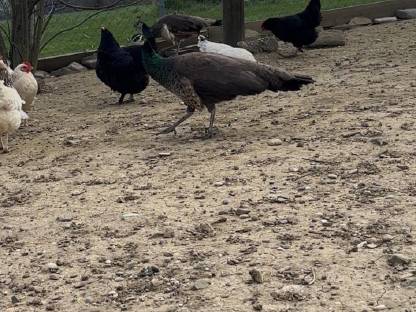 Bild 2:Pfau