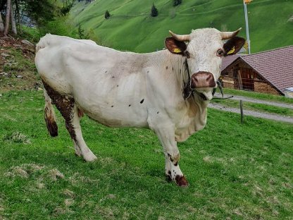 Pustertaler Sprinze mit weiblichen Kalb