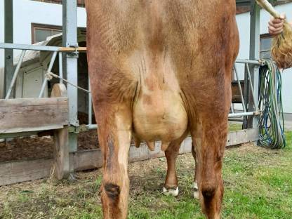 Bio Fleckvieh Kalbin in Milch