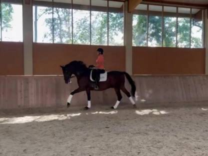 Bild 4:Trakehner sucht ein neues Zuhause