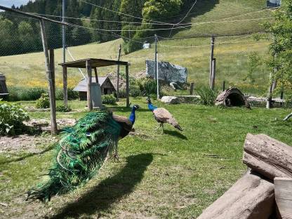 Bild 4:Pfau