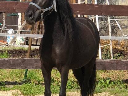 Tragende Ponystute