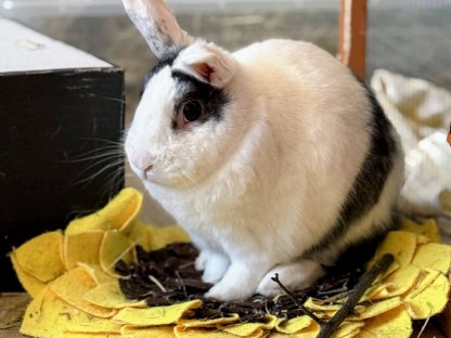 Liebevolles Kaninchen braucht eine Partnerin