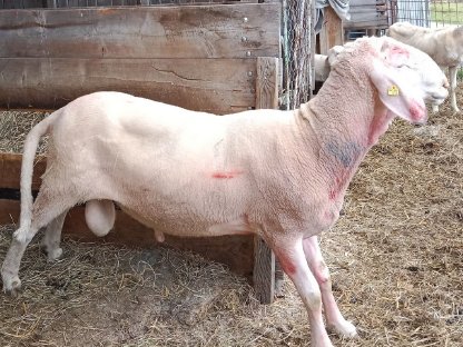 Bild 2:Bergschafwidder