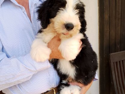 Bearded Collie Bobtail Mischlingswelpen