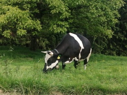 Hochträchtige Kalbin zu verkaufen