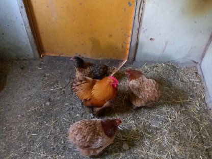 Bild 8:Zwerg-Cochin Gruppe