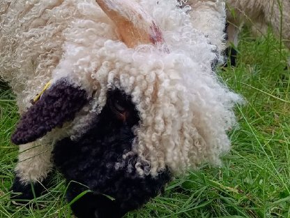 Bild 2:BIO Walliser Schwarznasen Widderlamm JOHANNES herdbuchfähig