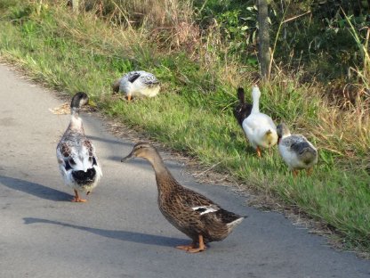 Enten