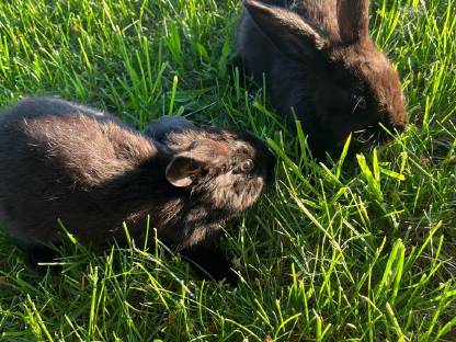 Bild 2:Verschenke Hase Deutsche Riesenschecken