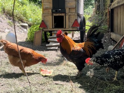 Bild 2:Hahn zu verschenken