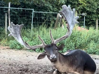 Bild 2:Hochkapitales Damwild zur Zucht