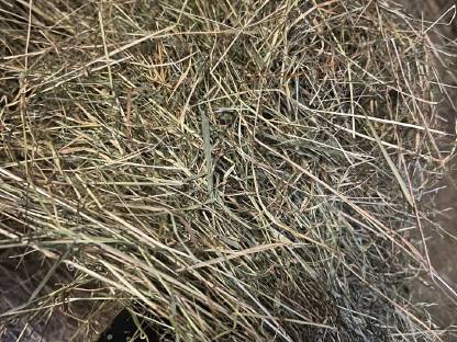 Bild 3:Heu 1. Schnitt 2024