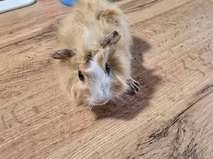 Meerschweinchen zu verkaufen, männlich, Bezirk Hartberg