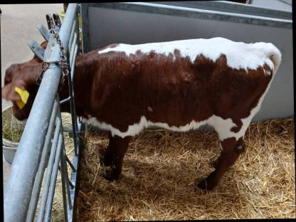 Pinzgauer Kalb Bio reinrassig