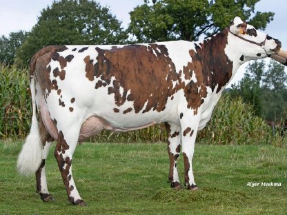 Bild 2:Die Normande im Fokus der neuen Rinderzucht Österreichs