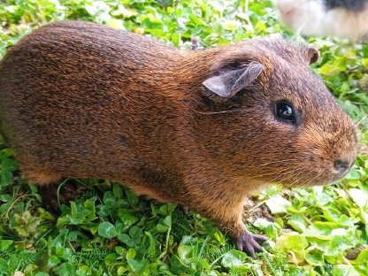 Meerschweinchen Männchen
