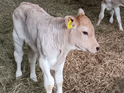 Kalb, männlich, Bio, BV x Blonde Aquitaine