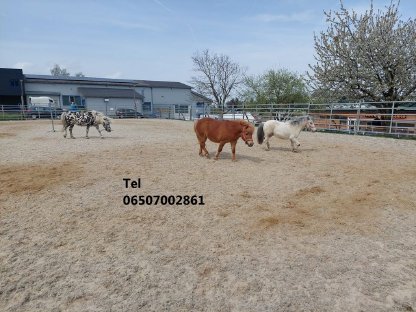 Bild 3:Bezauberndes Pony