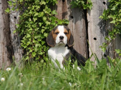 Beagle Welpen suchen ihren Lebensplatz