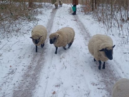 Bild 2:2 Shropshire-Widder