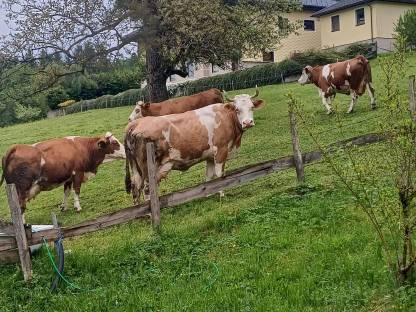 Fleckvieh Milchkühe