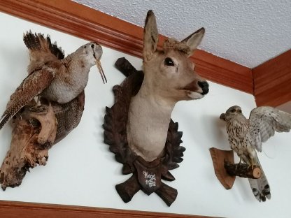 Trophäen und Jagdsachen