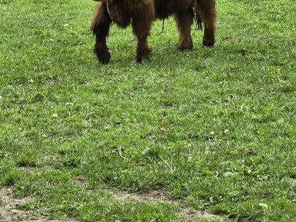 Bild 3:Hochlandrind Stier zu verkaufen