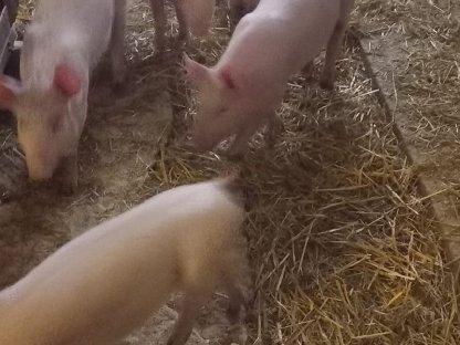 Jungschweine