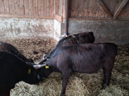 Bild 7:Verkaufe Dexter Kälber