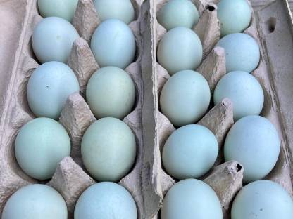 Bild 4:Bruteier Lavender Araucaner blutsfremd