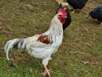 Bild 3:Hähne verschiedene Rassen