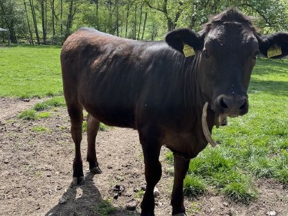 Wagyu F1