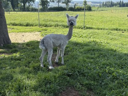 Bild 2:Alpaka Hengst (Appaloosa)