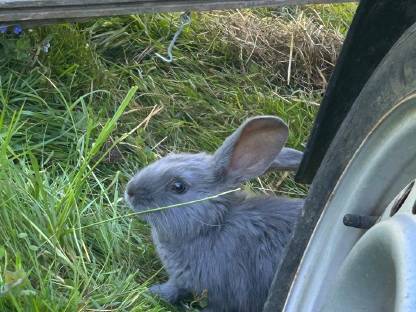Bild 3:Junge Deutsche Riesen Fleischhasen