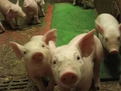 Verkaufe Ferkel