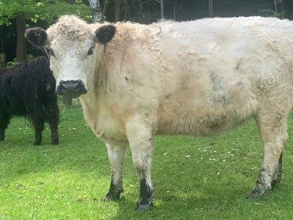 Galloway männlich, weiblich