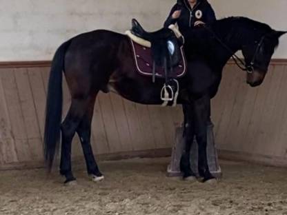 Bild 5:Trakehner sucht ein neues Zuhause