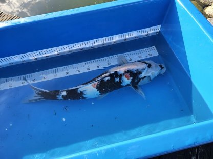 Koi