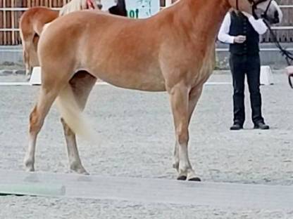 Bild 4:Haflinger-Stute