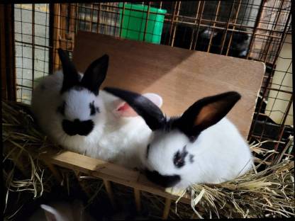 Bild 7:Fleischhasen geschlachtet und reinrassige deutsche Schecken