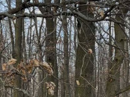 Bild 2:Eichen - Selbstwerbungsbrennholz