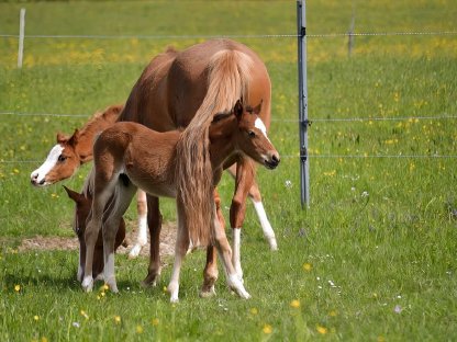 Bild 4:Reitpony Hengstfohlen Nesquik SP