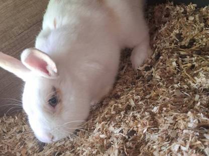 Zwerkkaninchen
