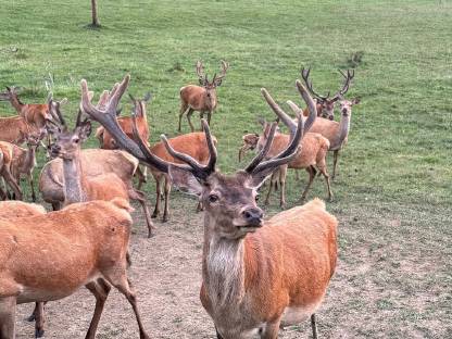 Bild 4:Rothirsch Zuchthirsche