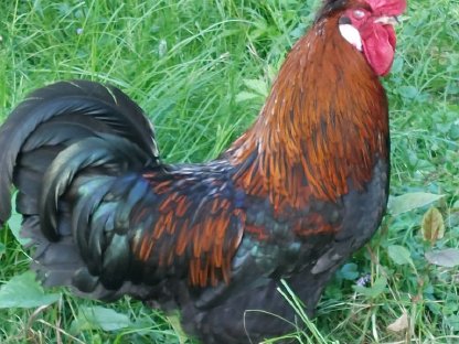Hahn (Mischung aus Altsteirer und Meran)